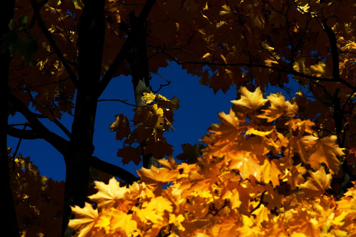 fotoll3's tweet photo. Autumn #photography https://t.co/h8aOIRLmdc