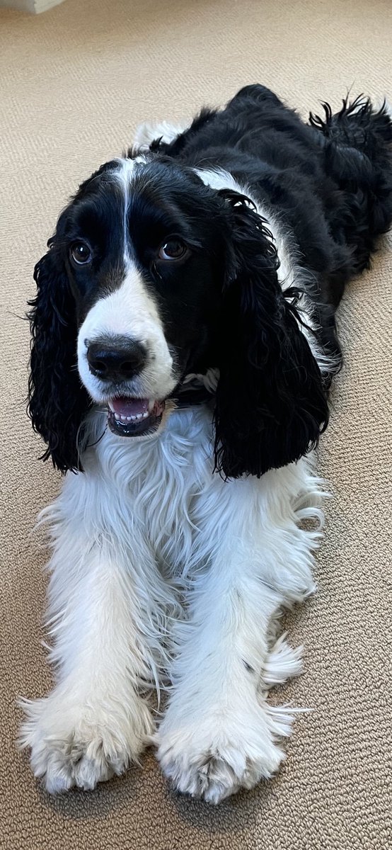 JoanGallos's tweet photo. @TheOvalPawffice @NaomiBiden Hi, Charles Darwin, your #VirtualComfortDog, salutes Champ and Major for bringing love and comfort to their parents who are working so hard to bring that to all of us. Keep it up, puppers! I’m with you all the way. https://t.co/eiiF5wHgEa