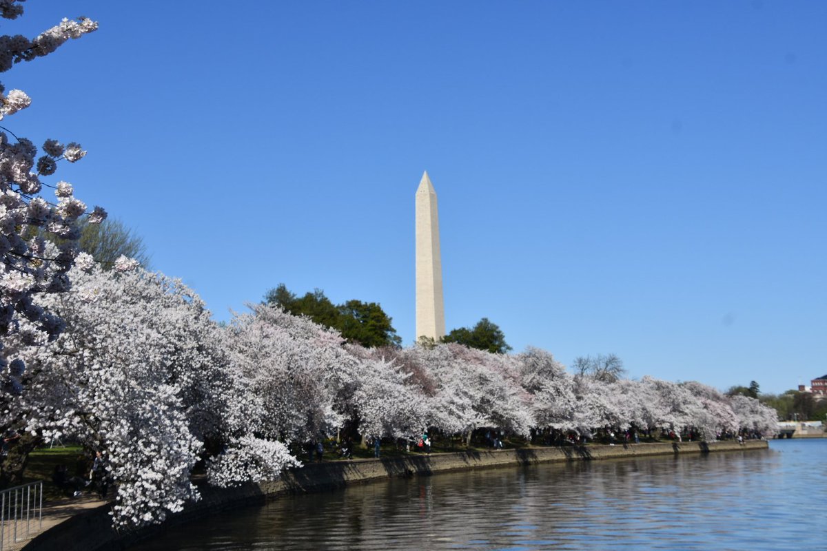 schimmelb's tweet photo. One of my favorite sights in @washingtondc, #JapaneseCherryTree blossoms, and it's spectacular again. Oh, and, of course #DCStatehood is long overdue! #WeAreDC @DCstatehood51 @51stDC @51for51 @DCStatehoodGP https://t.co/sedeZTpn67