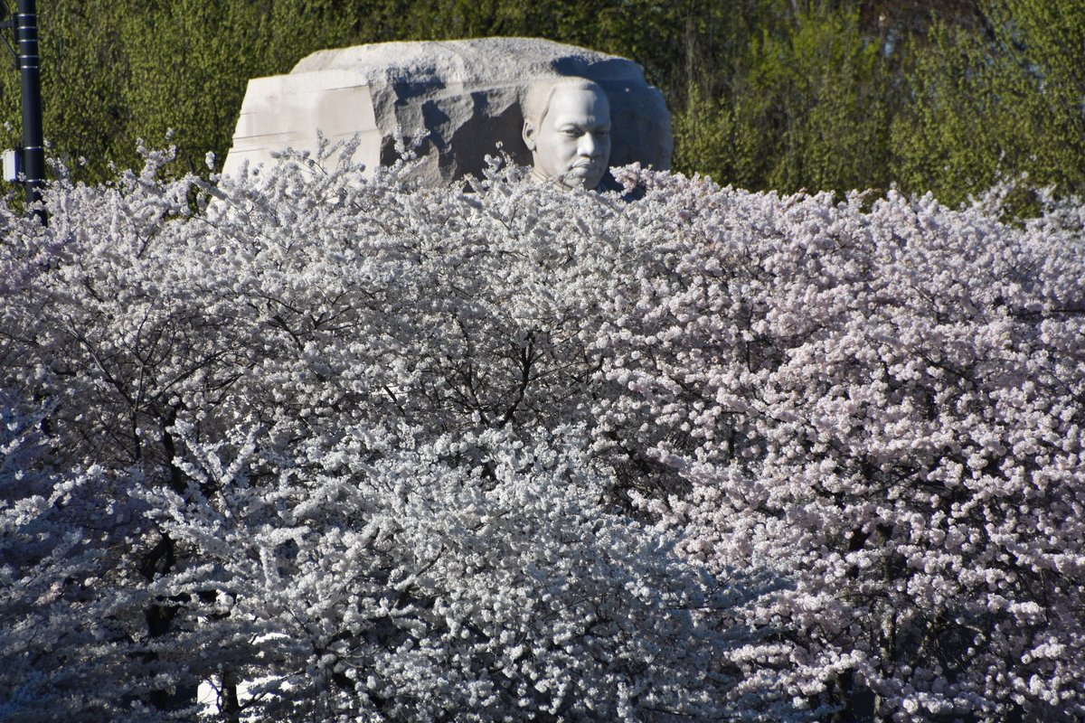 schimmelb's tweet photo. One of my favorite sights in @washingtondc, #JapaneseCherryTree blossoms, and it's spectacular again. Oh, and, of course #DCStatehood is long overdue! #WeAreDC @DCstatehood51 @51stDC @51for51 @DCStatehoodGP https://t.co/sedeZTpn67