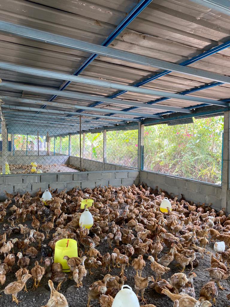 HermyRahim's tweet photo. Salam, Hermy ayam nak open order untuk ayam kampung minggu ni. Harga promosi 2 ekor RM30. Sekor RM17. Tidak termasuk caj penghantaran. Hermy mintak maaf pekerja sembelih pakai android, gambar tak lawa sangat.

Cukup 100 order Hermy tutup order. 

Ok nak kasi ayam makan kejap! https://t.co/RfncobKq7d