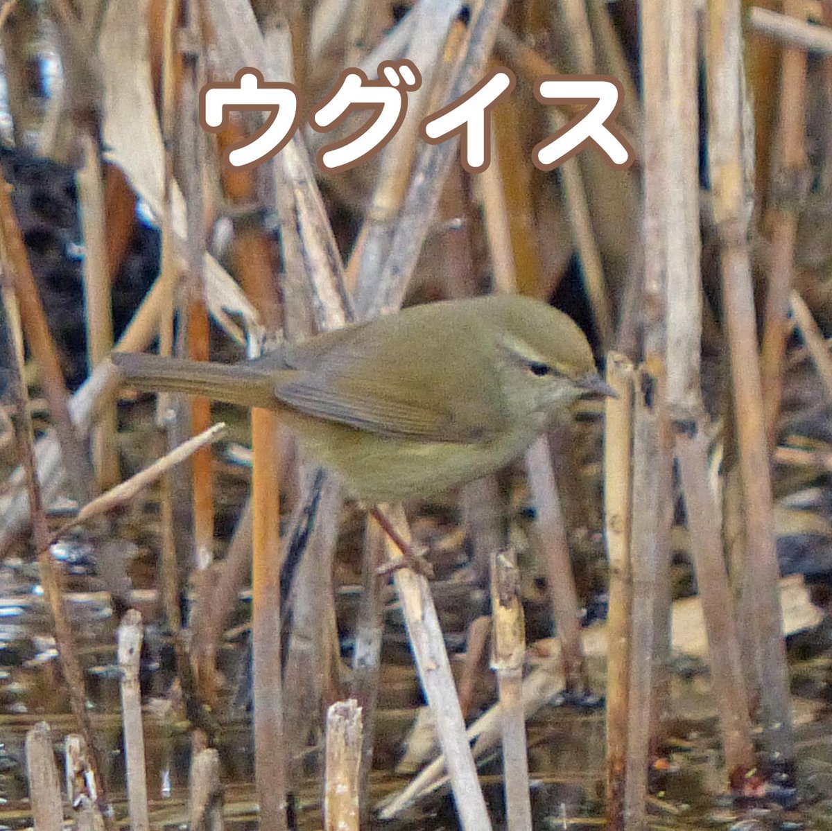 ①の鳥が #ウグイス でした！ 意外と地味な色をしているんです。しかも