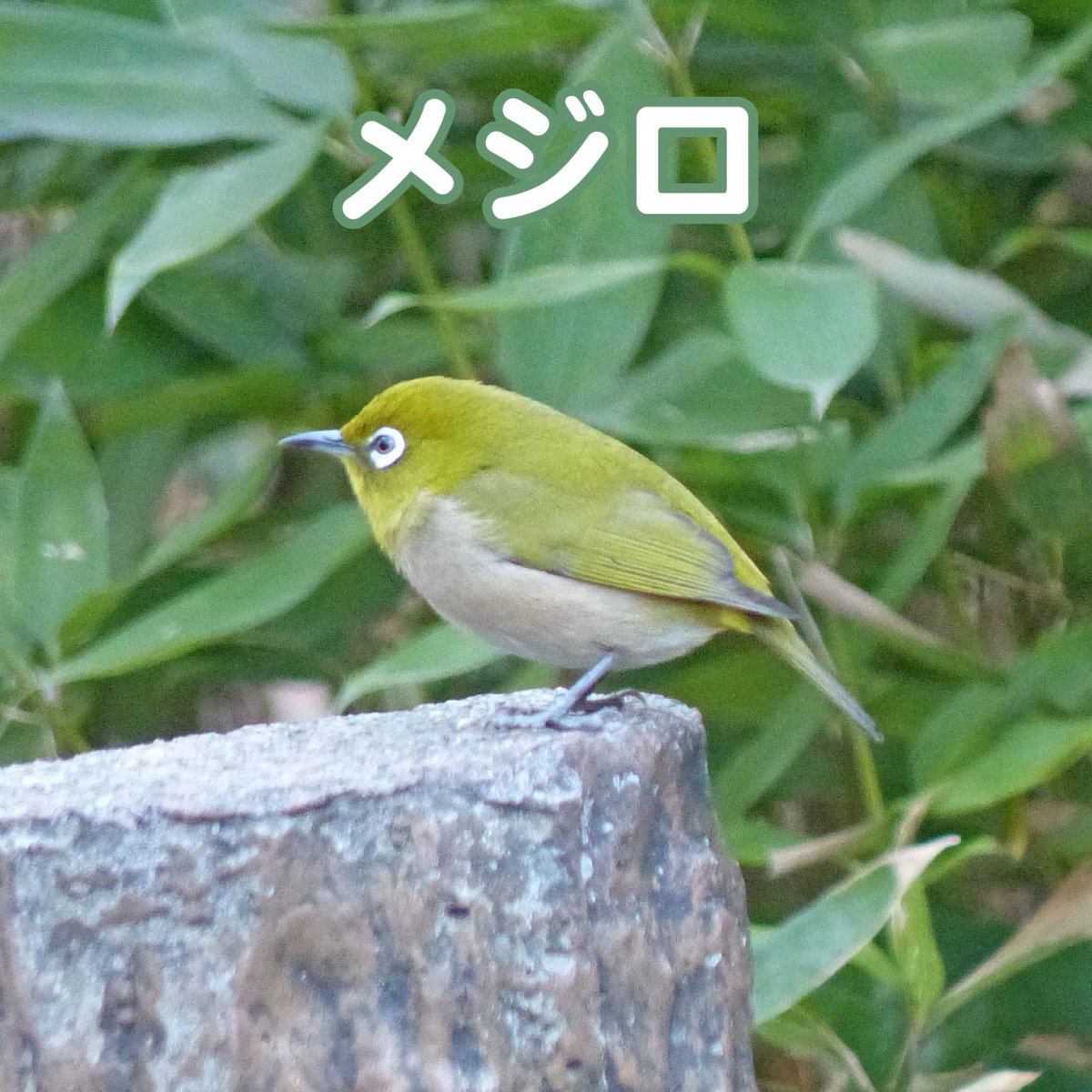 ①の鳥が #ウグイス でした！ 意外と地味な色をしているんです。しかも