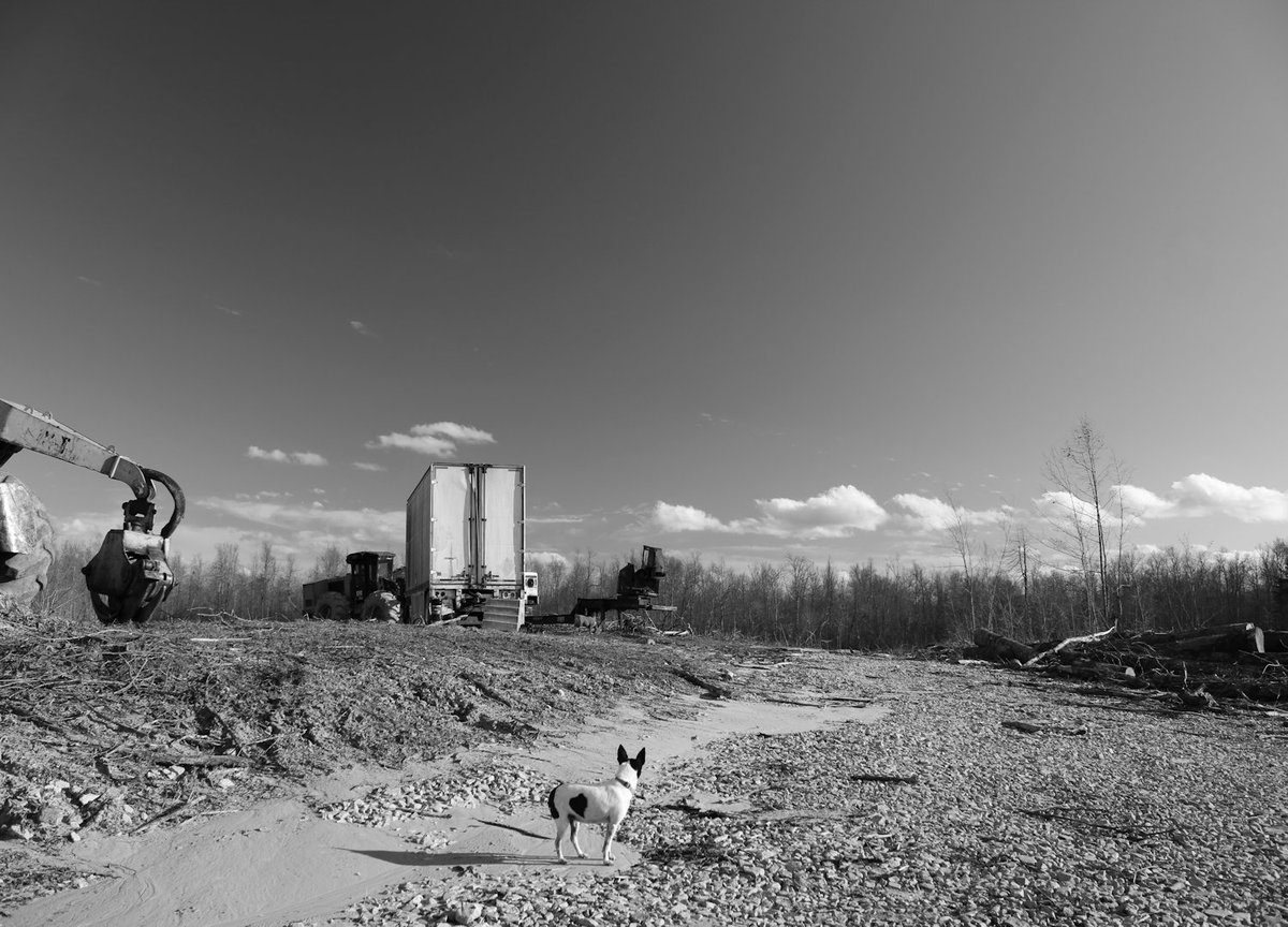 aemmac349's tweet photo. Sofie
The Timber Series
By #EricBuechel
Silver Gelatin Print
14" x 20"
Summer of 2021
#Photography #Logging #Loggers #LoggingTimesMagazine
#TimberHarvesting #LoggingMagazinesForestry
#RenewableResources #LogTruckMagazine
#LogTruckMagazine #PhotoJournalism #Art #Forests https://t.co/WyNdp3GBW9