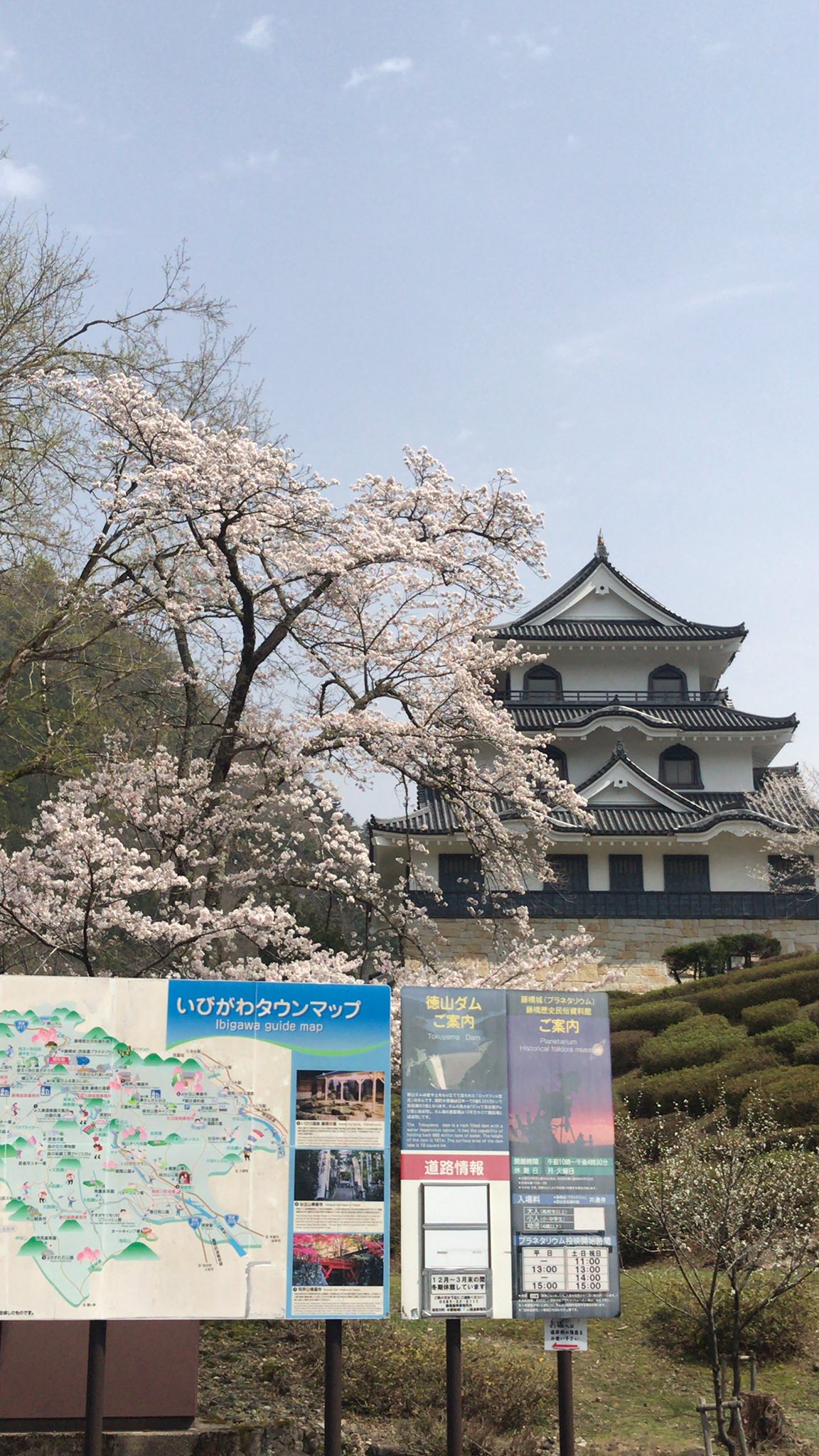 藤橋城 西美濃プラネタリウム 藤橋城周辺の桜はほぼ満開です 施設の開館は4月1日からとなります T Co 0mfvzhxurp Twitter