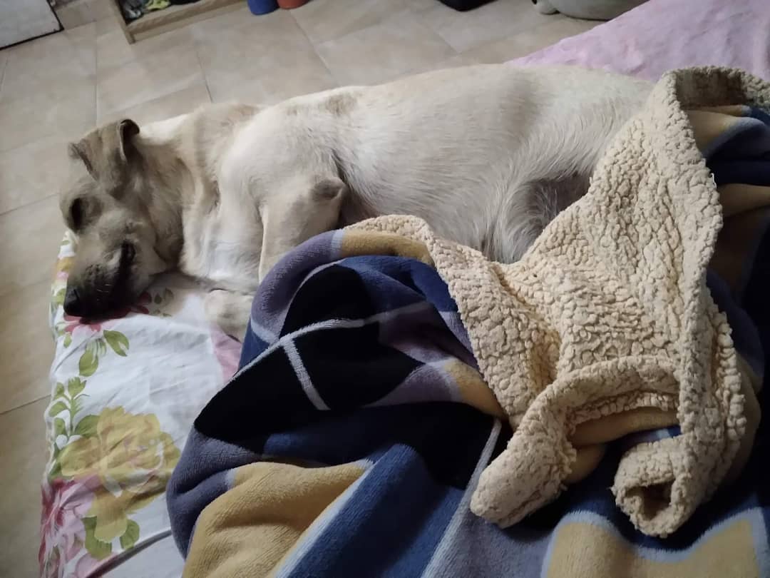 CClotos's tweet photo. #Rubito ex comunitario castrado, Felizmente Adoptado desde el 12 de agosto de 2017. Gracias Mely Benegas por #Amarlo y #Protegerlo 👉🏻🐕🤲 https://t.co/7fZQhCZNWc