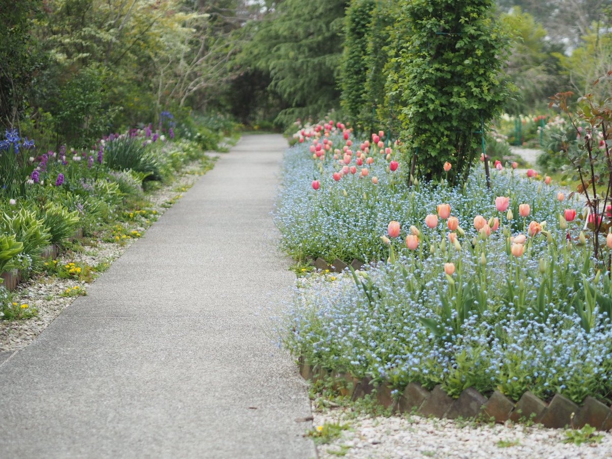 モネじぃ モネの庭 公式 忘れな草とチューリップの花壇も見頃になったのぅ モネの庭 チューリップチューリップ2ndシーズン