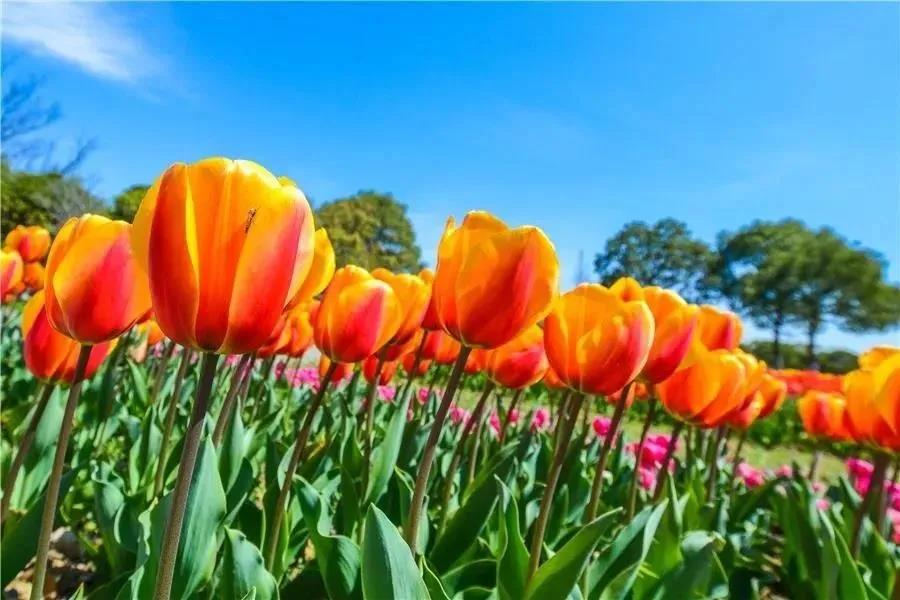 Kunshan_China's tweet photo. Save the spring in your camera! All kinds of gorgeous blooming flowers in #Kunshan serve as colorful costumes for the earth awakened from the cold winter. #KunshanInSpring https://t.co/byjf575gE0