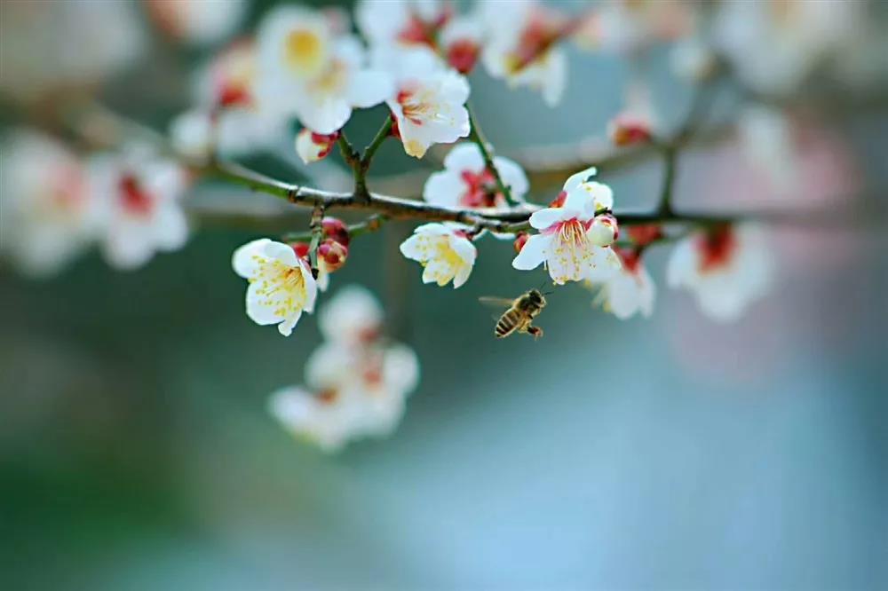 Kunshan_China's tweet photo. Save the spring in your camera! All kinds of gorgeous blooming flowers in #Kunshan serve as colorful costumes for the earth awakened from the cold winter. #KunshanInSpring https://t.co/byjf575gE0