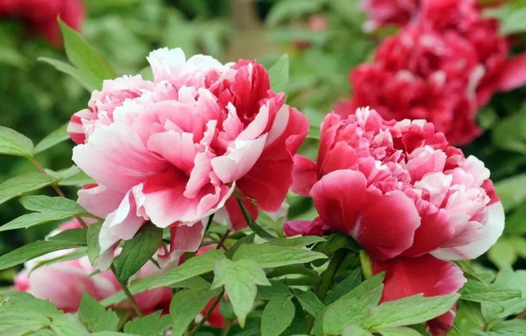 Kunshan_China's tweet photo. Save the spring in your camera! All kinds of gorgeous blooming flowers in #Kunshan serve as colorful costumes for the earth awakened from the cold winter. #KunshanInSpring https://t.co/byjf575gE0