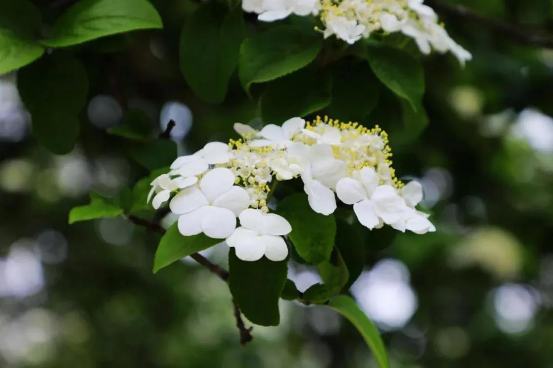Kunshan_China's tweet photo. Save the spring in your camera! All kinds of gorgeous blooming flowers in #Kunshan serve as colorful costumes for the earth awakened from the cold winter. #KunshanInSpring https://t.co/byjf575gE0