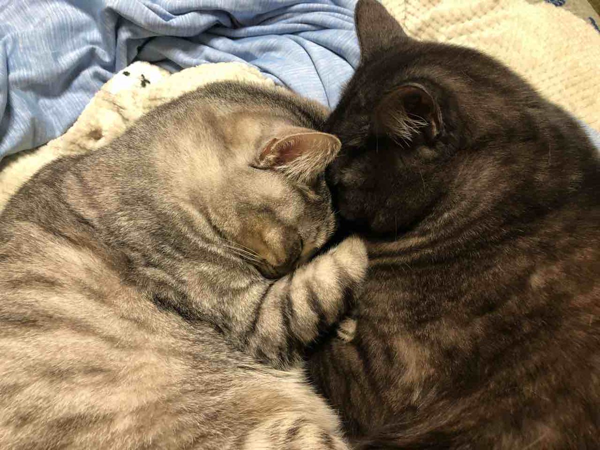 らいにゃ tweet media