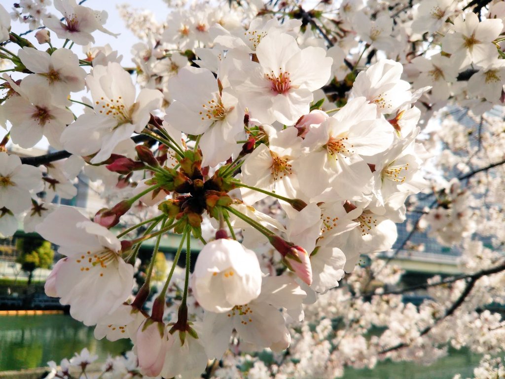大阪弁護士会 V Twitter 弁護士会館のある中之島周辺にも春が訪れています