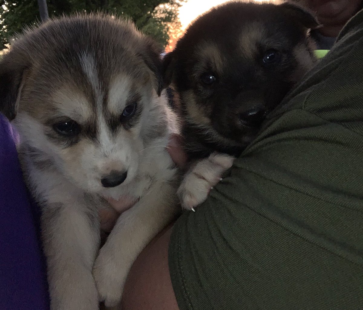 RU_Podcast's tweet photo. Jack is the light colored one. Female is dark colored one. https://t.co/6d9DbZQXRq