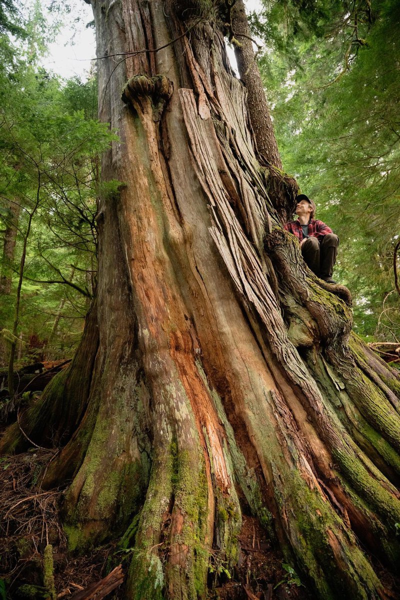 SaveFairyCreek's tweet photo. New cut blocks have been approved in the Caycuse valley where Teal-Jones cut down some of the largest trees in the province last year.
As always, call your representatives and visit our website to get involved.
#SaveFairyCreek #RainforestFlyingSquad #Bcpoli https://t.co/sFyBredkjJ