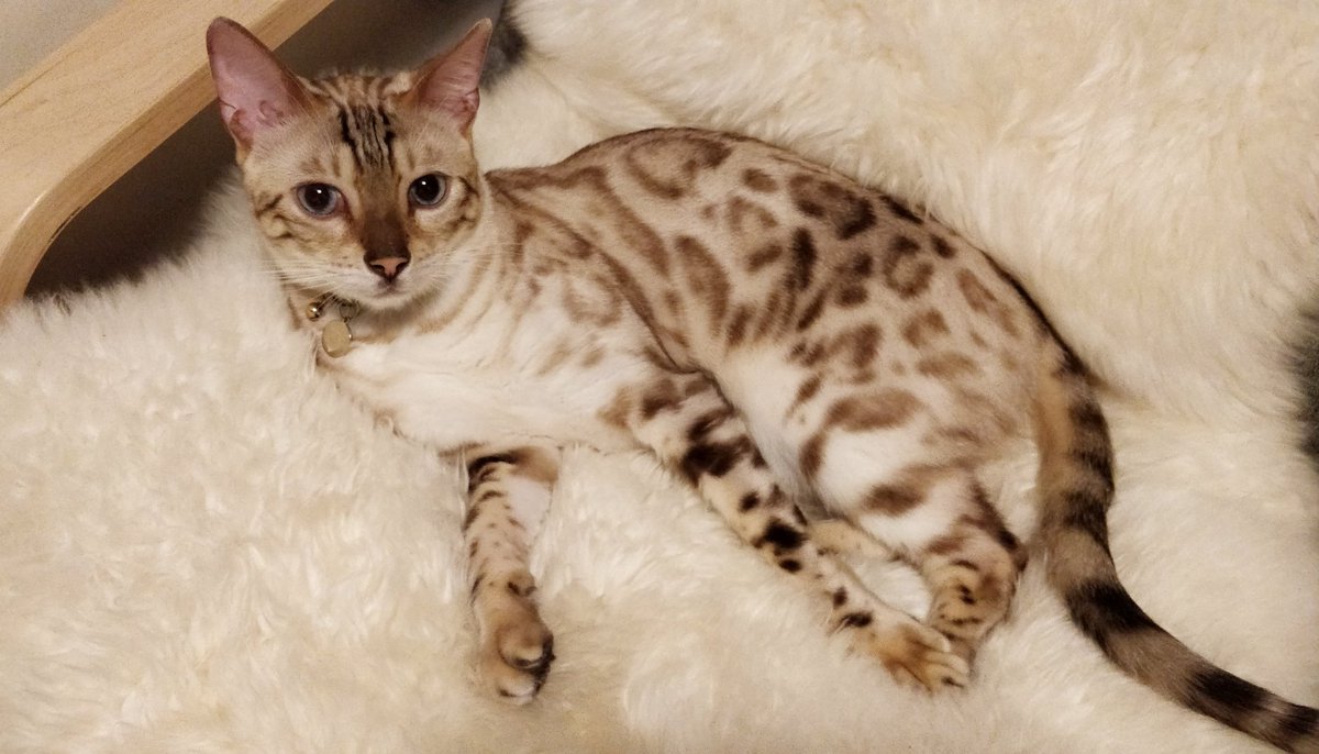 スノーベンガル Hashtag On Twitter