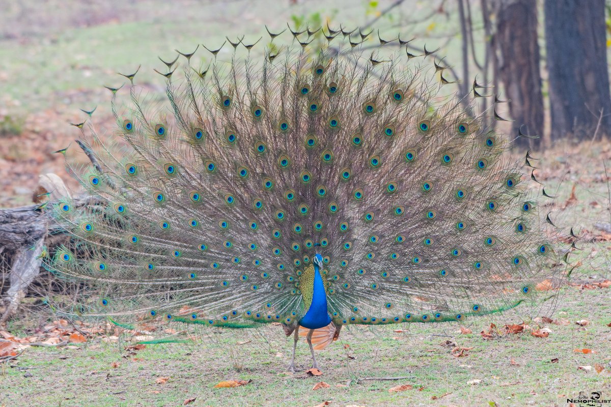 Muzaffar12's tweet photo. My entry to #ColoursInBirds by #IndiAves
#TwitterNatureCommunity #birds #BirdsSeenIn2021
#birding #birdphotography #Holi #Holi2021 https://t.co/fLrMFq3tTn