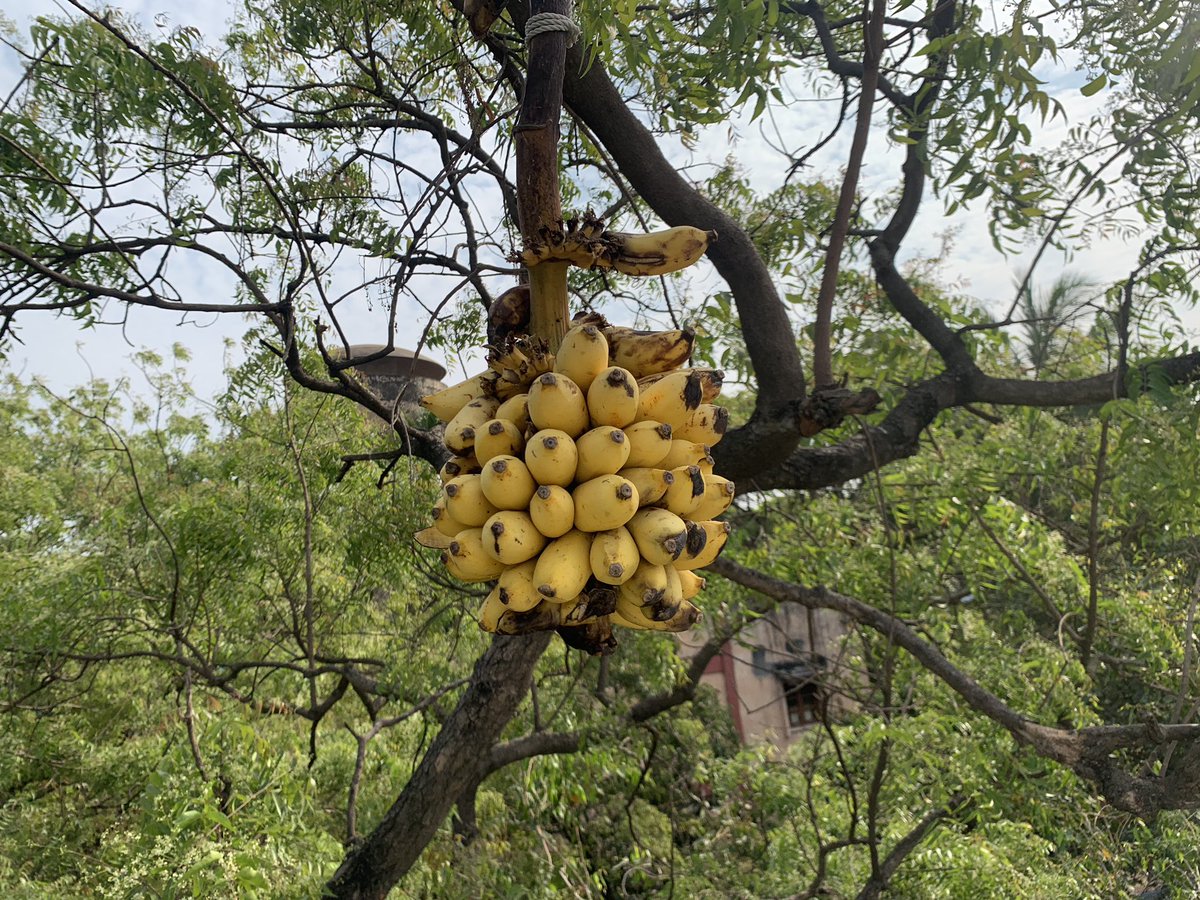 erasaravanan's tweet photo. பறவைகளுக்கு தண்ணீர் வைத்துப் பார்த்திருப்பீர்கள். பழங்கள் வைத்துப் பார்த்திருக்கிறீர்களா?  ஓர் ஆர்வத்தில் வேப்ப மரத்தில் வாழைத்தார் கட்டிப் போட்டோம். பறவைகளும் அணில்களும் ஆடியிருக்கும் வேட்டையைப் பாருங்கள். பாவம், இந்த பரபரப்பான சென்னையில் பறவைகள் பழங்களுக்கு எங்கே செல்லும்? https://t.co/vwGPx6JIv3