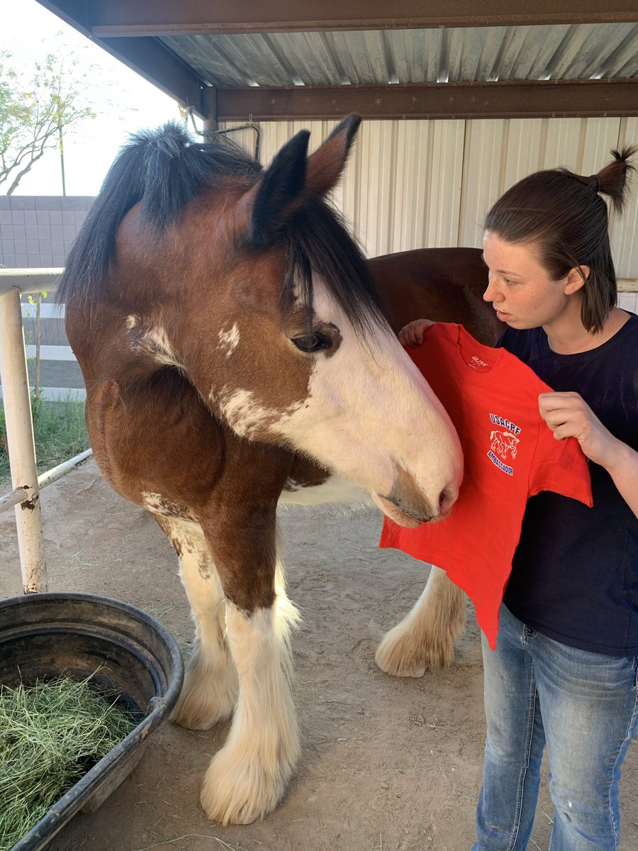USACPF's tweet photo. How do we feel about some free USACPF SWAG?!  Stay tuned for a chance to wind one of our shirts!!  

#volunteer #activism #downtowngilbert #AZLiving #horses #clydes #clydesdales https://t.co/Tddm4JYZ6K