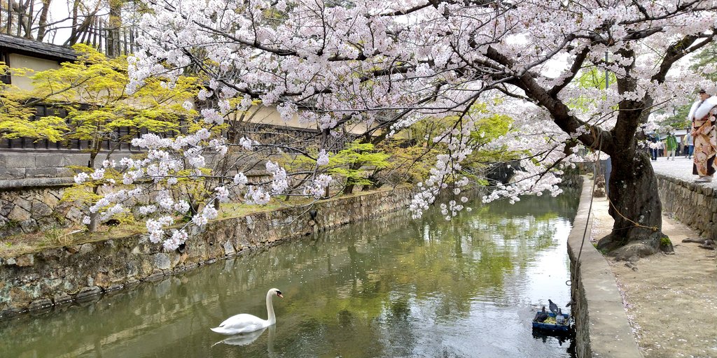 倉敷美観地区k M 花びらの真ん中が赤くなったサクラはピークを過ぎているらしいです サクラ満開 倉敷 美観地区 21 3 30