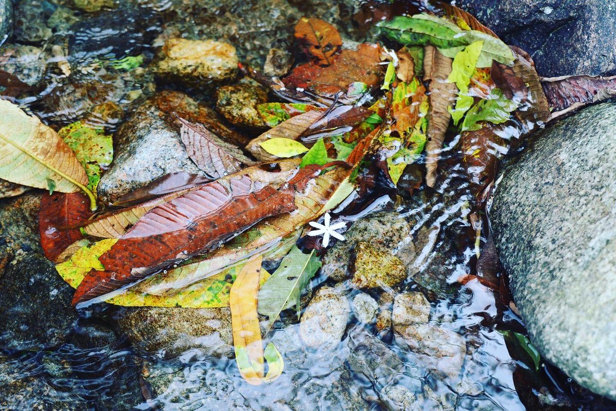 ManhCreative's tweet photo. Suối ở putaleng đẹp miên man... đẹp tới nỗi cứ ngẩn ngơ thôi #putaleng #putaleng3049m #trekking #trekkingvietnam #trekkinglovers #nature #naturephotography #photography #travel #travelphotography #mountains #mountainview #topmountain #hiking #hikingadventures https://t.co/RVrPCYFMyV