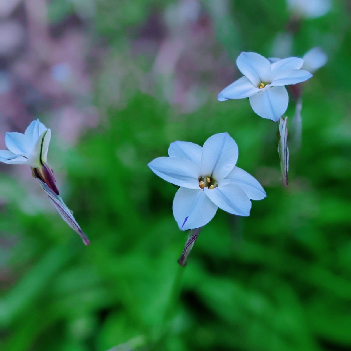 ゆず 千葉県市川市在住 おそようございます ハナニラ 花言葉は悲しい別れ 耐える愛 恨み 卑劣 暗い 結構好きな花なのに 花ニラと違うので食べられないよ 植物好きな人と繋がりたい 頑張ってる人と繋がりたい ダイエット仲間募集 健康は土台