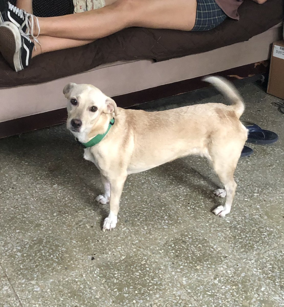 dollarskunk's tweet photo. Mi perrita Layla se perdió en SanJuan Park, Santurce hace 2 días. Si la ven x favor llámenme 515-735-5743 También responde al nombre de Beba y tiene un collar verde. Estoy en USA y me siento impotente pq no puedo hacer nada excepto compartirlo aquí. X favor rieguen la voz ‼️💔 https://t.co/IEeRny6Wy6