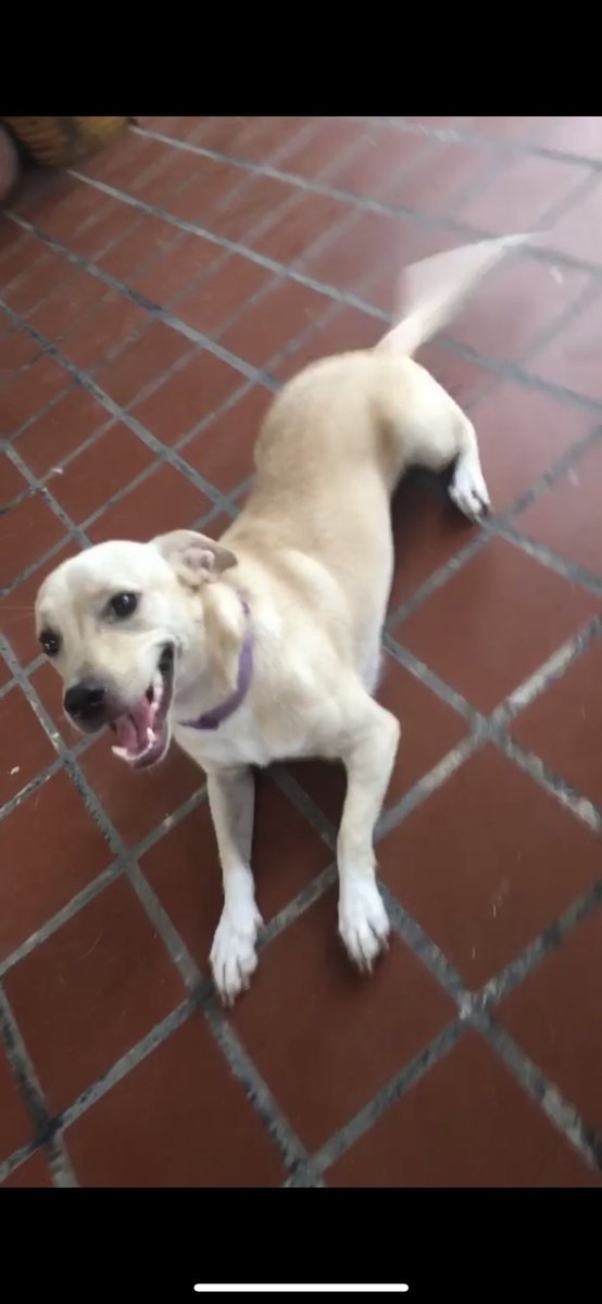 dollarskunk's tweet photo. Mi perrita Layla se perdió en SanJuan Park, Santurce hace 2 días. Si la ven x favor llámenme 515-735-5743 También responde al nombre de Beba y tiene un collar verde. Estoy en USA y me siento impotente pq no puedo hacer nada excepto compartirlo aquí. X favor rieguen la voz ‼️💔 https://t.co/IEeRny6Wy6