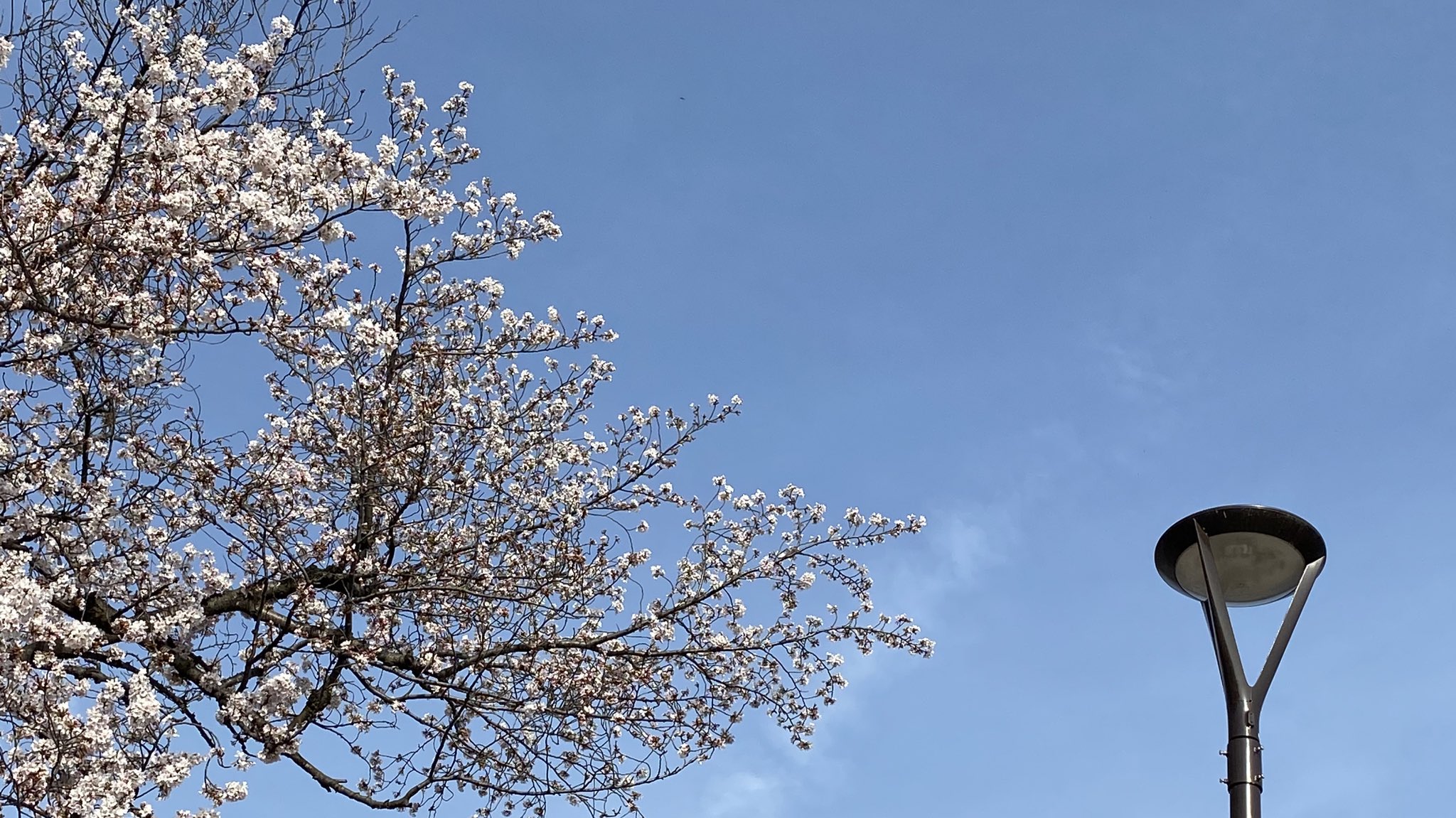 Sato 桜の花びら 舞う姿も美しい 最後まで 空がある風景 こころ 生きる T Co Ejqxi7o3eg Twitter