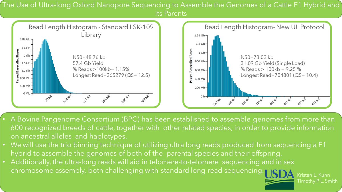 circulomics's tweet photo. A bovine pangenome? @USDA_ARS is using @nanopore ultra long reads as part of efforts to assemble over 600 cattle genomes. No cell lines here! This is lung tissue. I think we can these longer still😉. #nanobind https://t.co/kGfjRUklYo