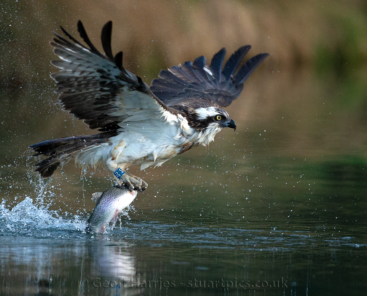 Osprey 2021 images fishing stuartpics.co.uk/first-osprey-p… #ospreys <a href="/GwashOspreys/">River Gwash Ospreys</a> <a href="/rutlandospreys/">Rutland Ospreys</a> #wildlifephotography <a href="/BBCSpringwatch/">BBC Springwatch</a> <a href="/WildlifeMag/">BBC Wildlife</a> 
This is Rutland osprey 30(10) catching the first fish of 2021 at Horn Mill fish farm Rutland. So good to see them back again.