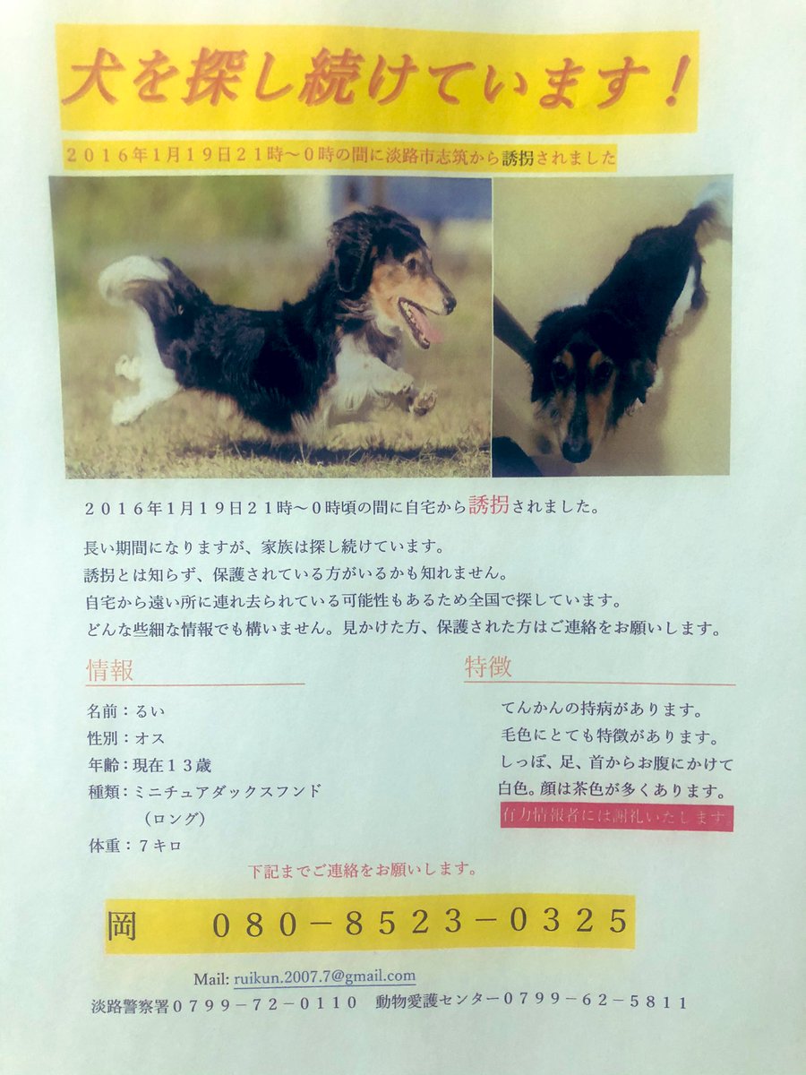 るい【ミニチュアダックスフンド】探し中 tweet media