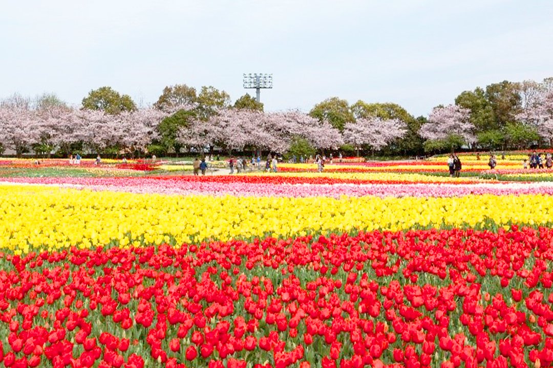 Hiroba 東海エリアの魅力発掘ウェブマガジン 三重県 には 花の名所として知られるスポットがたくさん 大スケールの敷地に美しい花畑が広がります 愛知県を中心に活動するカメラマン 中屋隼さん直伝 お花畑で人物写真を素敵に撮るポイントも紹介 Hiroba 東海エリアの魅力発掘ウェブマガジン 三重県 には 花の名所として知られるスポットがたくさん 大スケールの敷地に美しい花畑が広がります 愛知県を中心に活動するカメラマン 中屋隼さん直伝 お花畑で人物写真を素敵に撮るポイントも紹介