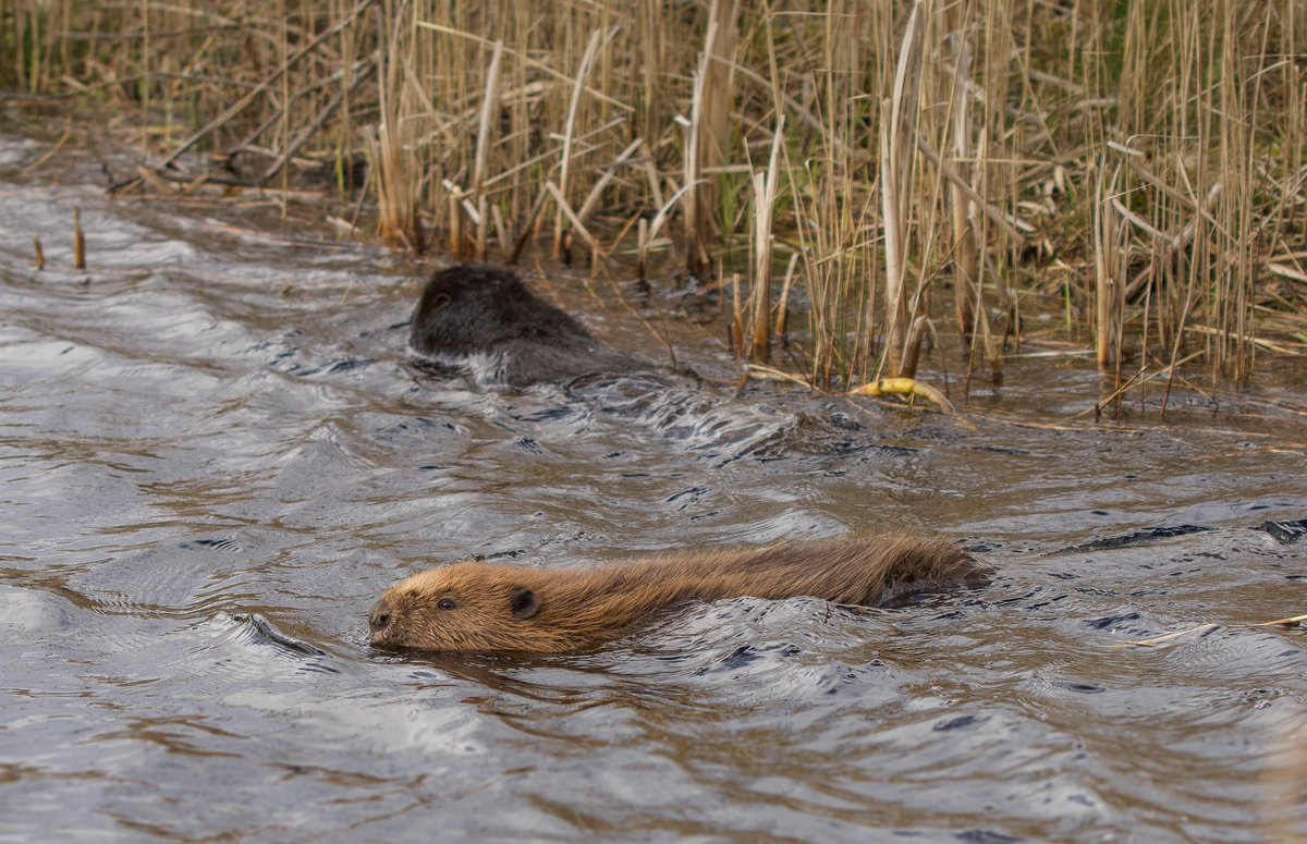 A special thank u to @rcampellpalmer for sourcing and transporting the beavers for #CorsDyfi & @FiveSistersZoo for health screening. The beavers have been exploring their new home over the weekend & they are settling in well. Beaver mum to follow, we look forward to meeting her.