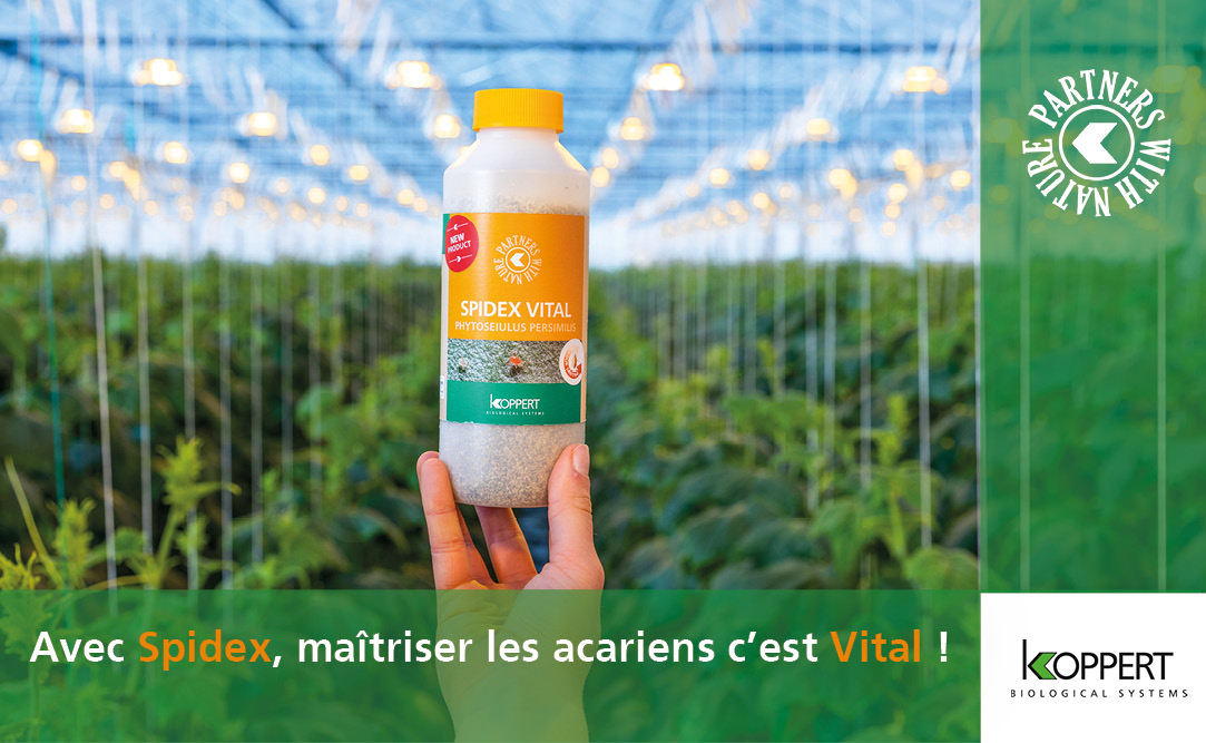 Koppert_France's tweet photo. [Nouveau produit]
Tadam ! 
Le voici, le voilà , c’est SPIDEX VITAL !
Un nouveau produit révolutionnaire pour maîtriser les acariens dans vos cultures. 
Pour plus d’informations : https://t.co/x7tw2vOSpb
#Koppert #Agriculture #SpidexVital #Acariens https://t.co/jKJR51LdTX
