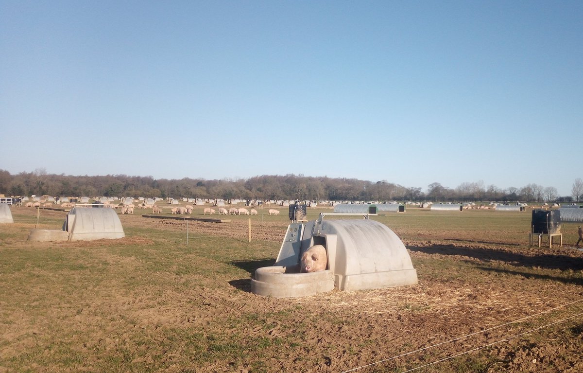 contentedpigs's tweet photo. What a glorious day to be out on farm seeing some of our equipment being put through its paces.
This four year old unit is
100% clean water
100% insulated farrowing arks
100% trough fed
Congrats all,
@pilgrimsuk 
@PigImprovement 
@ForFarmersUK 
@AdrianL83791697 
@Wordsandpiglets https://t.co/iqW0HURnJp