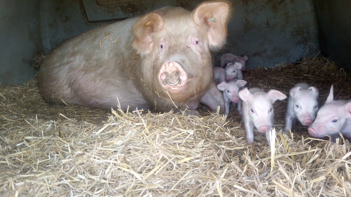 contentedpigs's tweet photo. What a glorious day to be out on farm seeing some of our equipment being put through its paces.
This four year old unit is
100% clean water
100% insulated farrowing arks
100% trough fed
Congrats all,
@pilgrimsuk 
@PigImprovement 
@ForFarmersUK 
@AdrianL83791697 
@Wordsandpiglets https://t.co/iqW0HURnJp