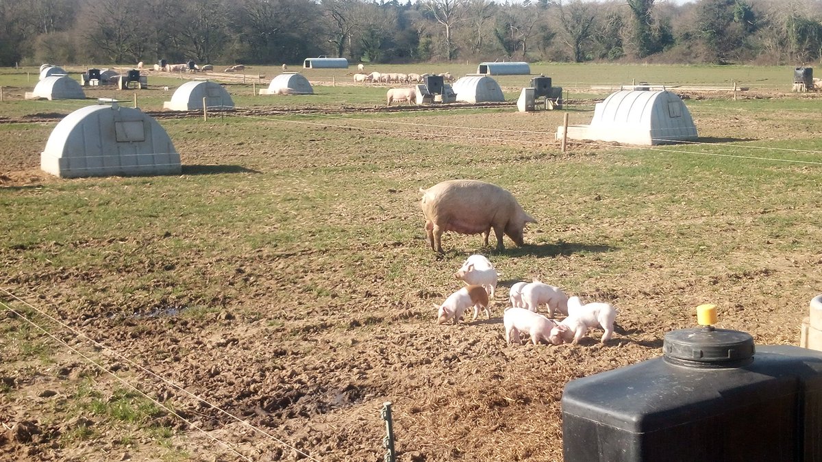 contentedpigs's tweet photo. What a glorious day to be out on farm seeing some of our equipment being put through its paces.
This four year old unit is
100% clean water
100% insulated farrowing arks
100% trough fed
Congrats all,
@pilgrimsuk 
@PigImprovement 
@ForFarmersUK 
@AdrianL83791697 
@Wordsandpiglets https://t.co/iqW0HURnJp