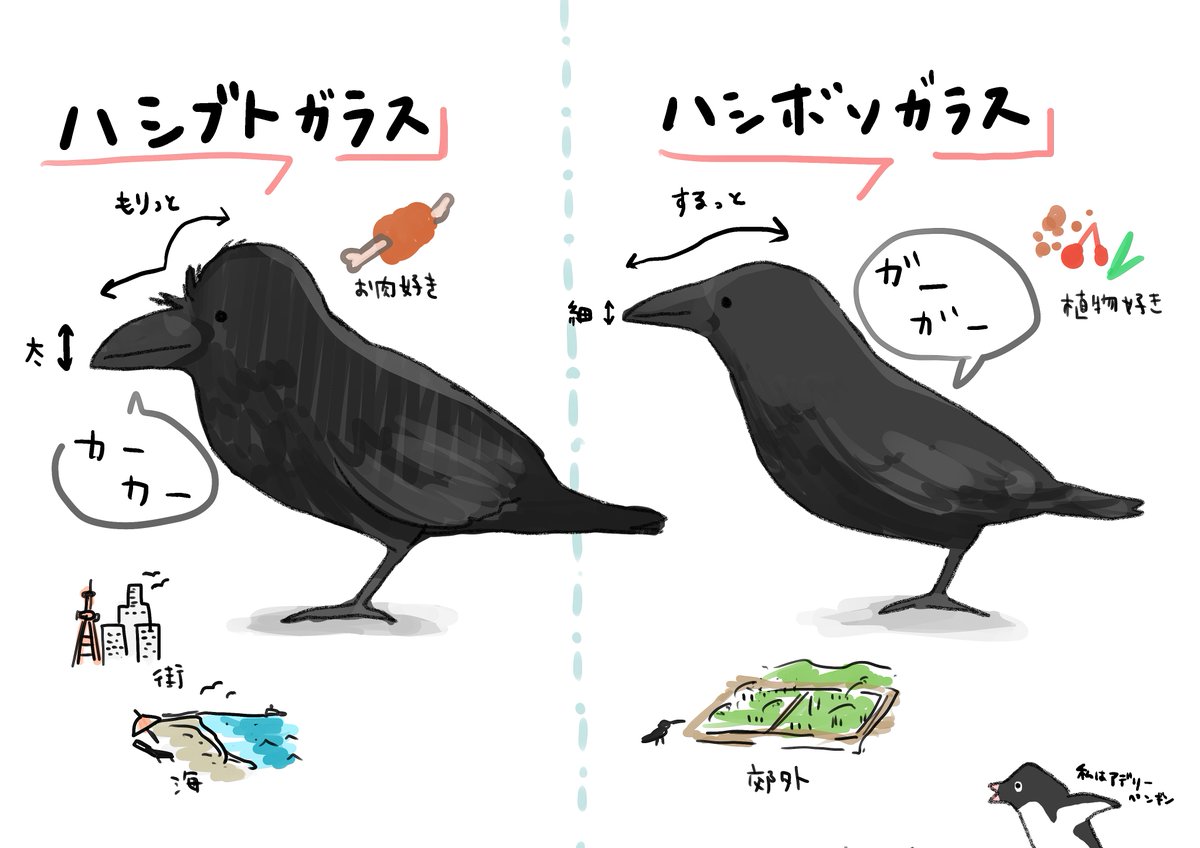 ハシブト ハシボソ や カモメ ウミネコ など 普段よく見かける鳥の見分け方イラストがわかりやすい かわいくて話題に Togetter