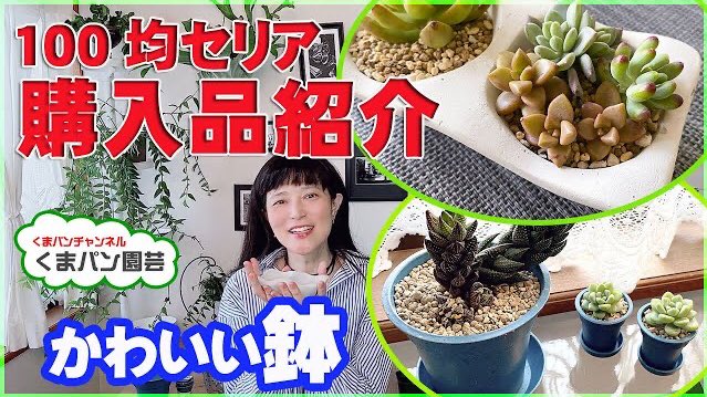 くまパン園芸 100円ショップで見つけた使いやすい鉢で素敵にディスプレイ 100均 で見つけた鉢 購入品で楽しく育てる くまパン園芸 T Co 1xhahwuolg 100円ショップ セリア 鉢 多肉植物 インテリア Seria Plants くまパン園芸 くまパン園芸 100円ショップで見つけた使いやすい鉢で素敵にディスプレイ 100均 で見つけた鉢 購入品で楽しく育てる くまパン園芸 T Co 1xhahwuolg 100円ショップ セリア 鉢 多肉植物 インテリア Seria Plants くまパン園芸