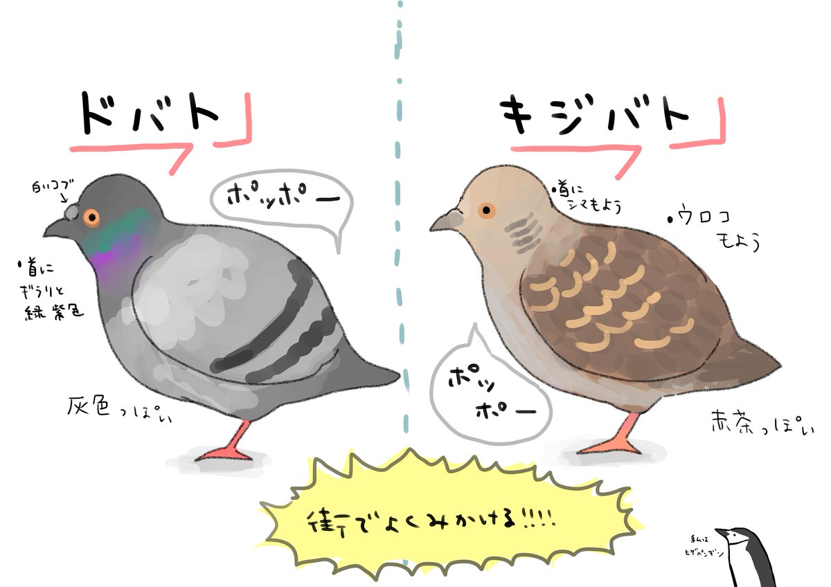 ハシブト ハシボソ や カモメ ウミネコ など 普段よく見かける鳥の見分け方イラストがわかりやすい かわいくて話題に Togetter