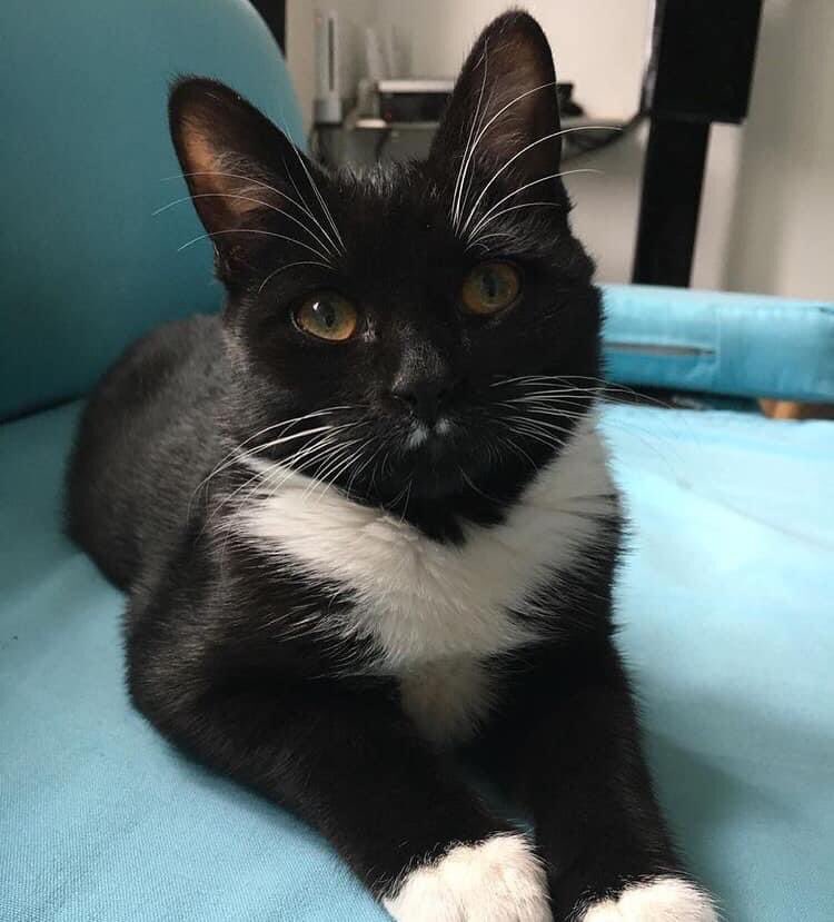 perrinerdz's tweet photo. ⚠️Hello les amis, ma copine a perdu son chat dans le secteur de THUMERIES (59239).
Elle répond au nom de Lewé, elle n’a pas de colliers ni de tatouages. Elle est difficilement docile lorsqu’elle ne connaît pas. 
Si vous la voyez envoyez moi un dm, merci 🥺⚠️ https://t.co/aCmFC62uHo