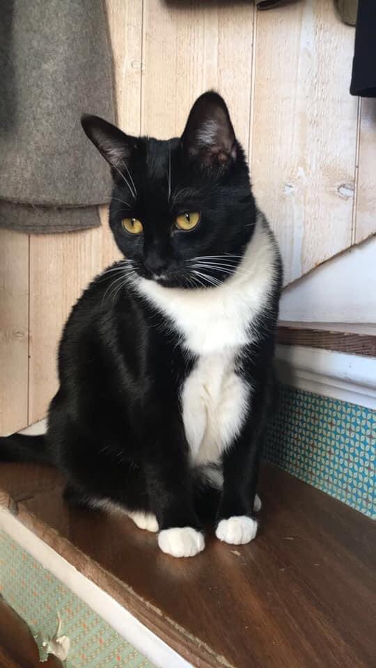 perrinerdz's tweet photo. ⚠️Hello les amis, ma copine a perdu son chat dans le secteur de THUMERIES (59239).
Elle répond au nom de Lewé, elle n’a pas de colliers ni de tatouages. Elle est difficilement docile lorsqu’elle ne connaît pas. 
Si vous la voyez envoyez moi un dm, merci 🥺⚠️ https://t.co/aCmFC62uHo