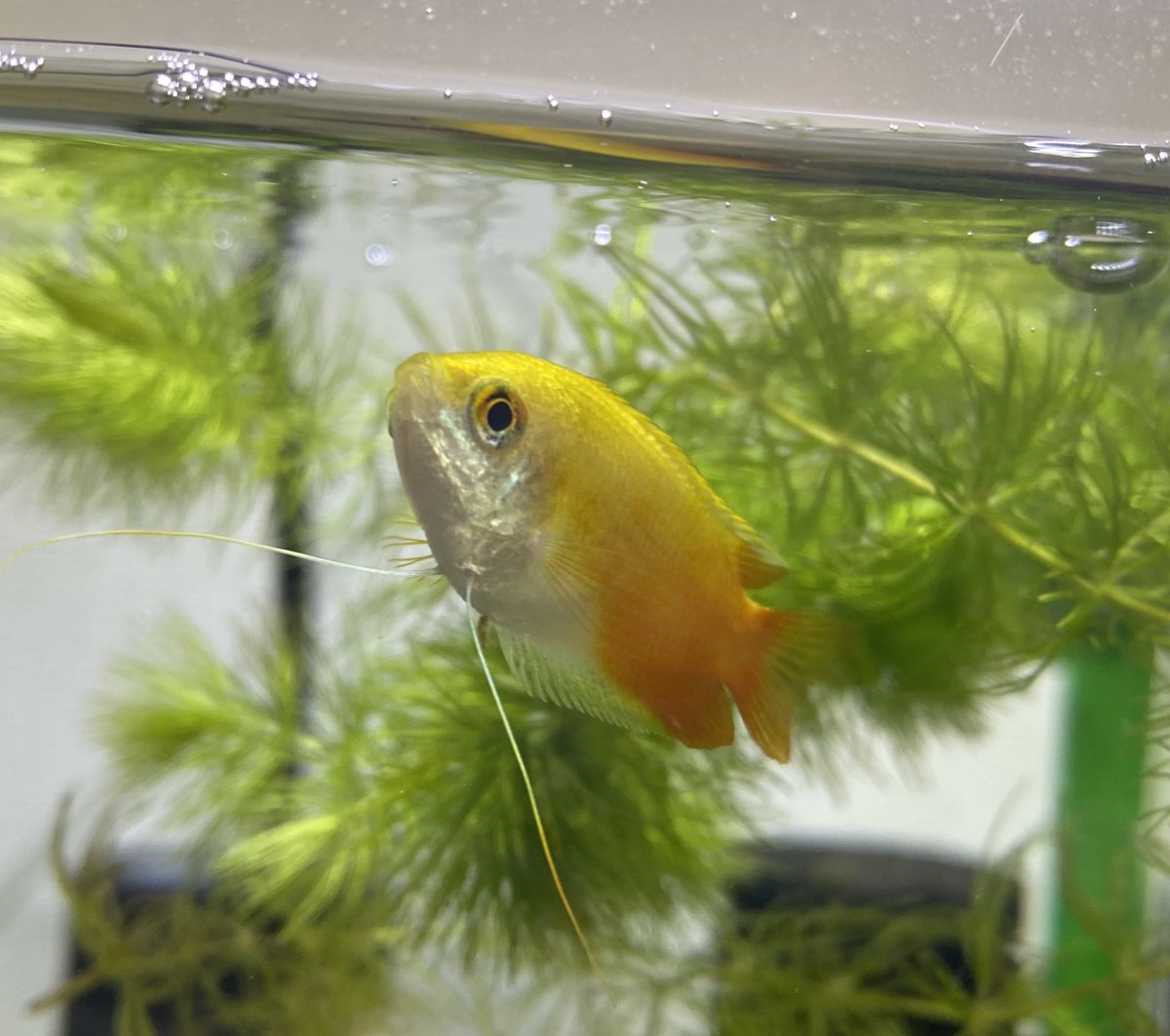 aquatech_life's tweet photo. 最近顔を覚えてくれたのか、
水槽に近寄ると餌をねだりにくるグラミー🐠❤️ https://t.co/Ku71mNDxCA