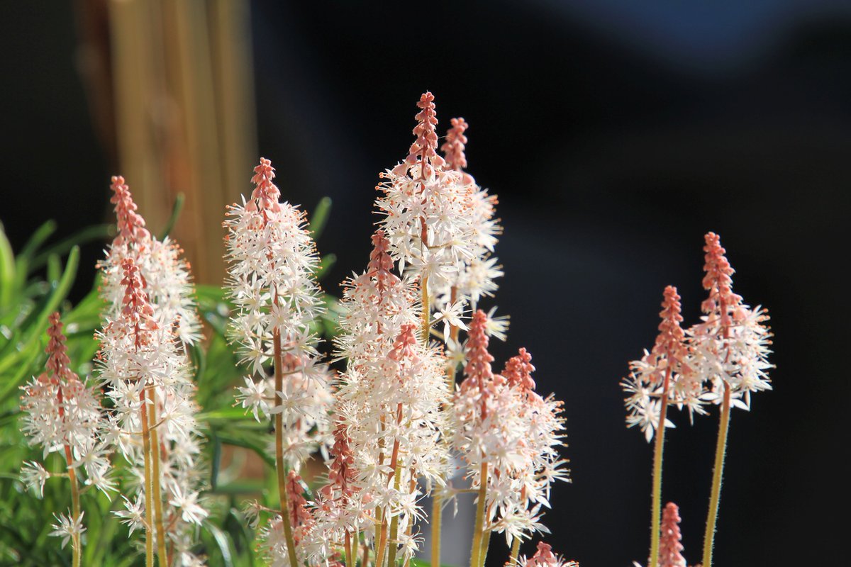 GlmHandmade's tweet image. Mein neues "Spielzeug" ist heute angekommen - mein #Teleobjektiv 18-400 von #Tamron. Mein altes von #Canon hat nur bis 135 gereicht, aber auch das geb ich nicht mehr her. Der erzielte Effekt mit dem NEUEN ist einfach unschlagbar. 

#glmhandmade #einzigartigistbesseralsperfekt