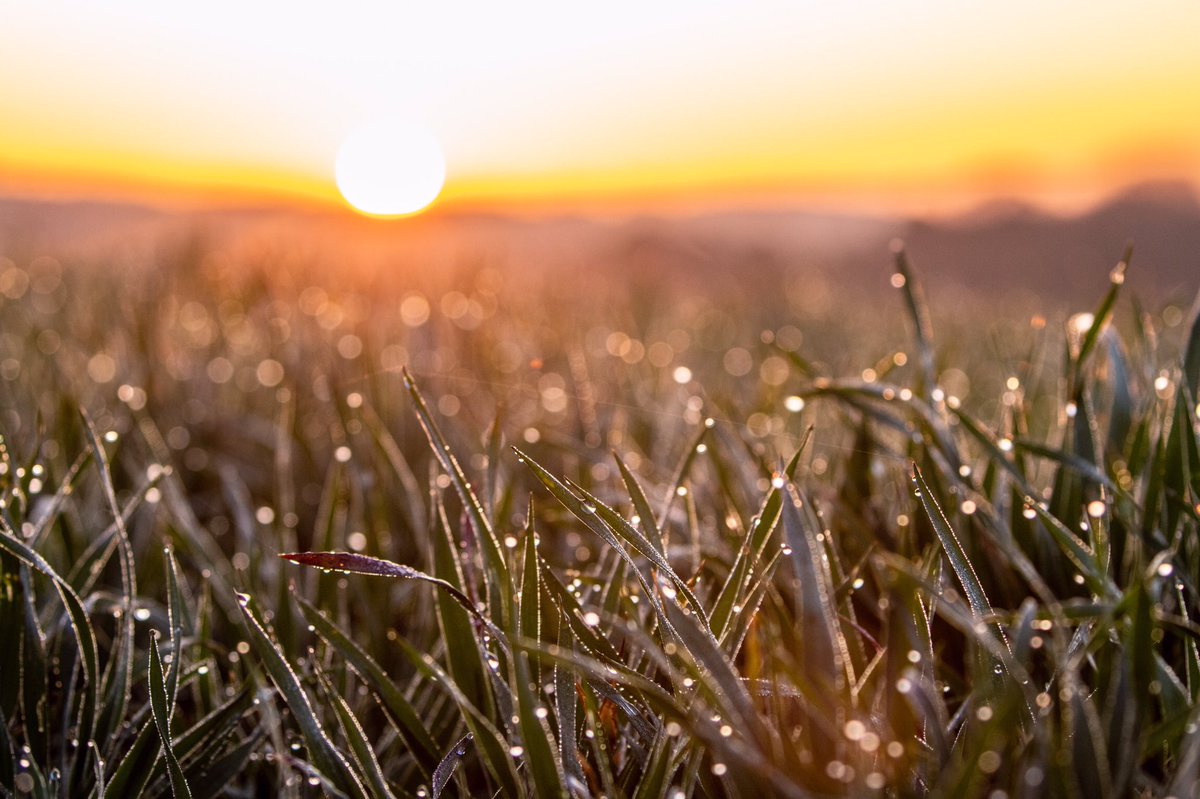 stevesamosa's tweet image. Beautiful sunrise over #Billinge
#StHelens #sunrise #SaturdayMorning #StormHour #winterwheat #farming #billinge #sunshine #sunnyday 
@ActiveStHelens @whatsonsthelens @sthelensstar @StHelensUnltd @Beau_Liverpool @ExploreLpool @scousescene @BillingeBlog