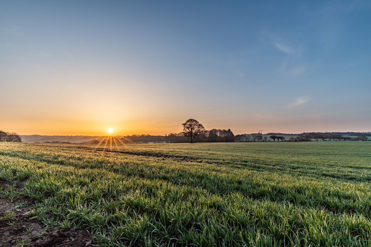 stevesamosa's tweet image. Beautiful sunrise over #Billinge
#StHelens #sunrise #SaturdayMorning #StormHour #winterwheat #farming #billinge #sunshine #sunnyday 
@ActiveStHelens @whatsonsthelens @sthelensstar @StHelensUnltd @Beau_Liverpool @ExploreLpool @scousescene @BillingeBlog