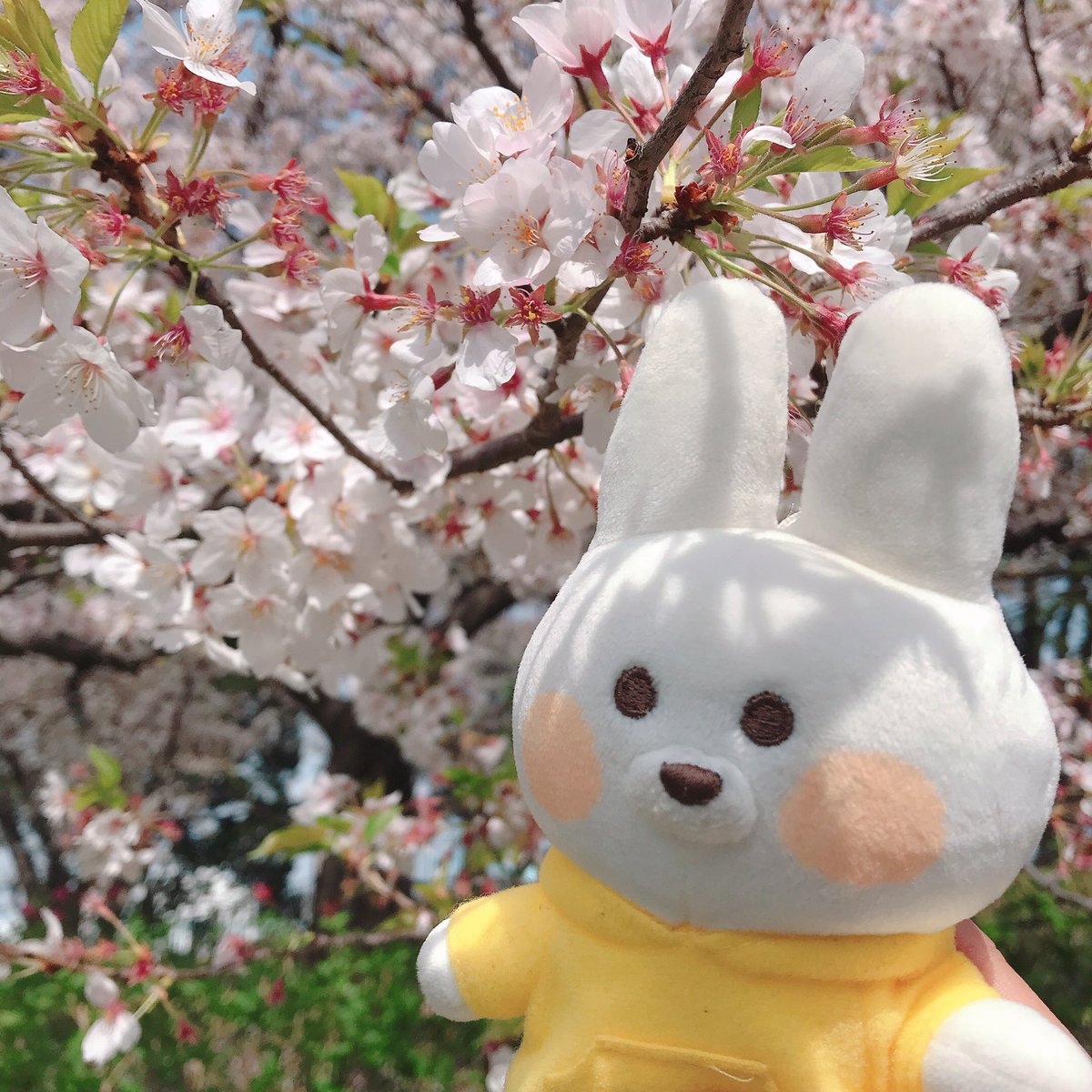 うさぎのムーちゃん Twitter Search Twitter