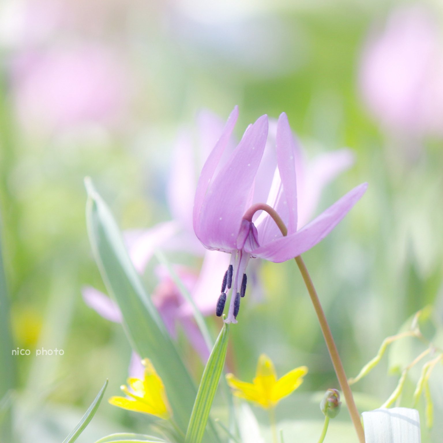 カタクリの花 Twitter Search Twitter