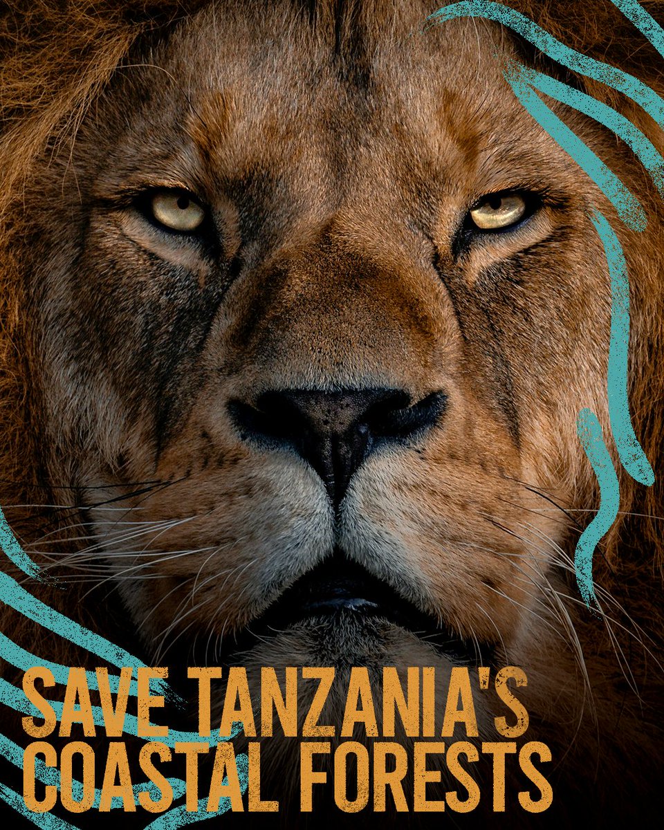 TFCGtz's tweet photo. Save Tanzania's Coastal Forests. From endangered African elephants to chameleons, from bush babies to
butterflies, they need our help to protect their home
from aggressive commercial farming and
deforestation. Donations welcome through our
partner @worldlandtrust https://t.co/OMQxo7sCyq